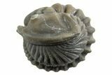 Wide Enrolled Flexicalymene Trilobite - Mt Orab, Ohio #329749-2